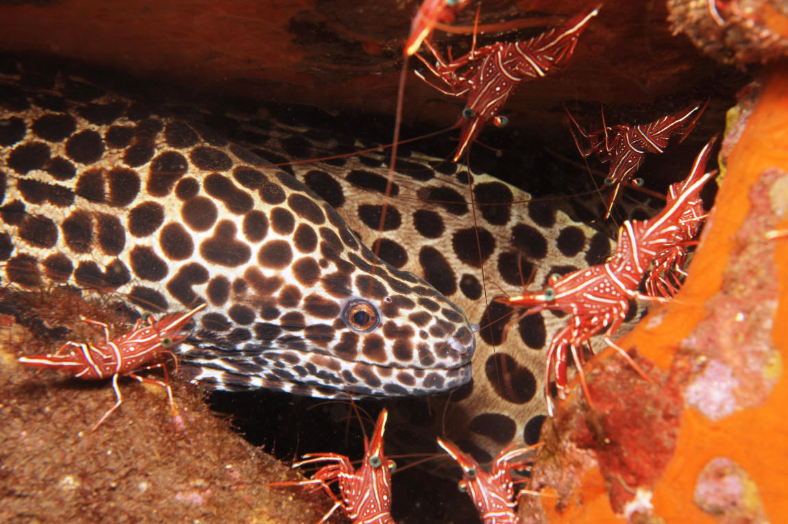 Friskening yalangoch mushukining fotosurati